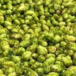 HEFT Primeur Pale Ale - editie: verse hop '25 - Afbeelding 4